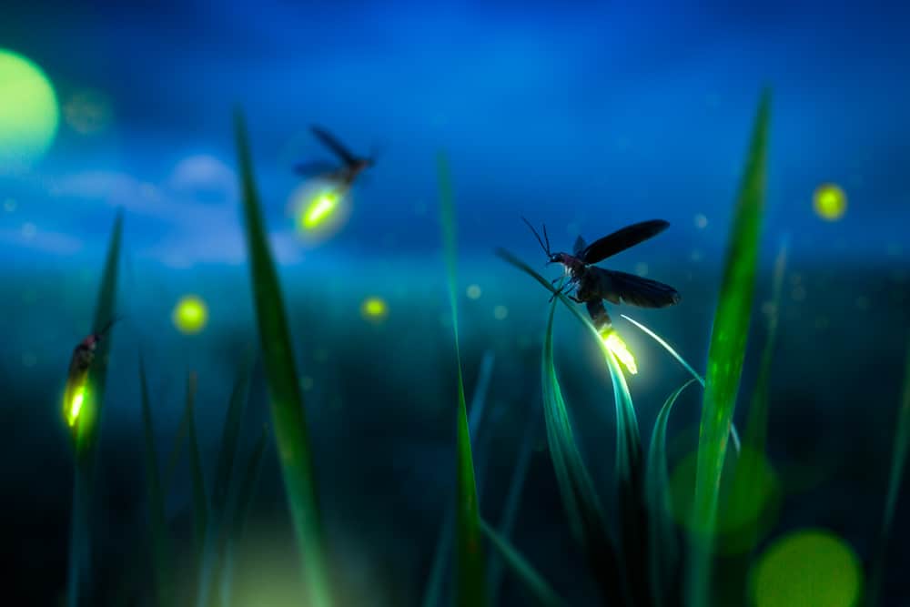 fireflies in a grassy field