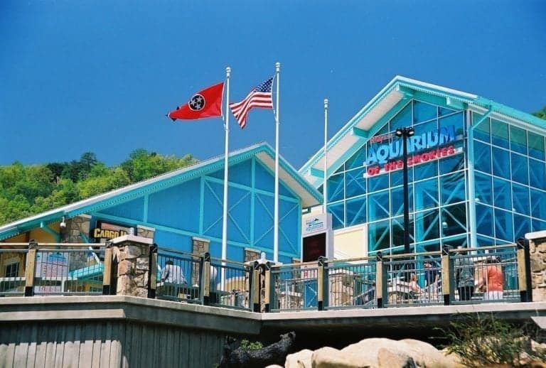 5 Exhibits You Need to See at Ripley’s Aquarium in Gatlinburg TN