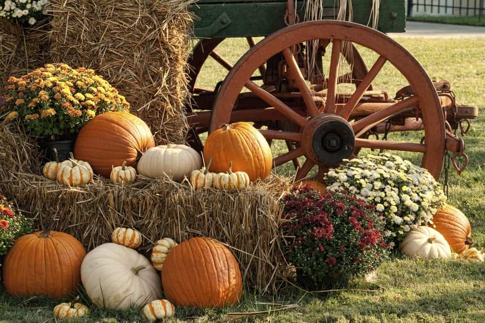 Pumpkin fall display