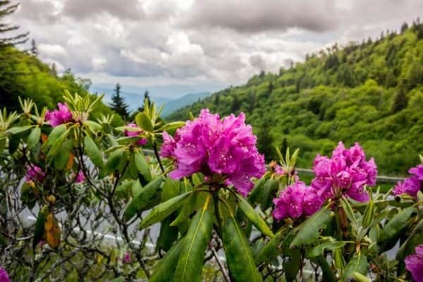 Wildflowers in the Smokies