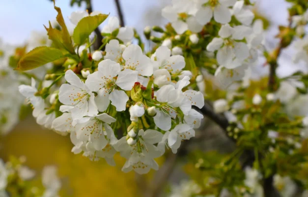 Gatlinburg wildflowers hotel