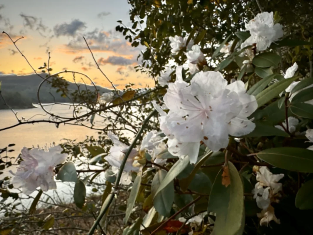 Gatlinburg Wildflowers Hotel | Black Bear Inn & Suites